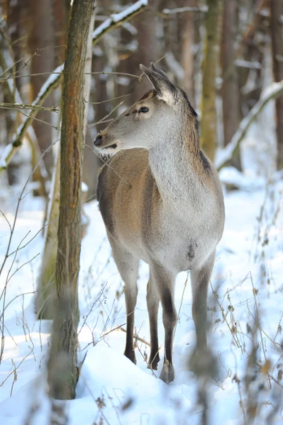 Krásný jelen v lese v zimě — Stock fotografie