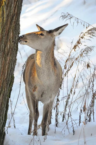 Belos veados na floresta de inverno — Fotografia de Stock