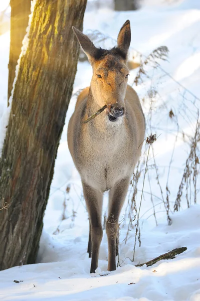 Belos veados na floresta de inverno — Fotografia de Stock