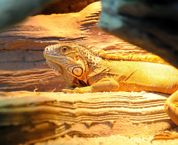 Junges braunes Leguan-Reptil — Stockfoto
