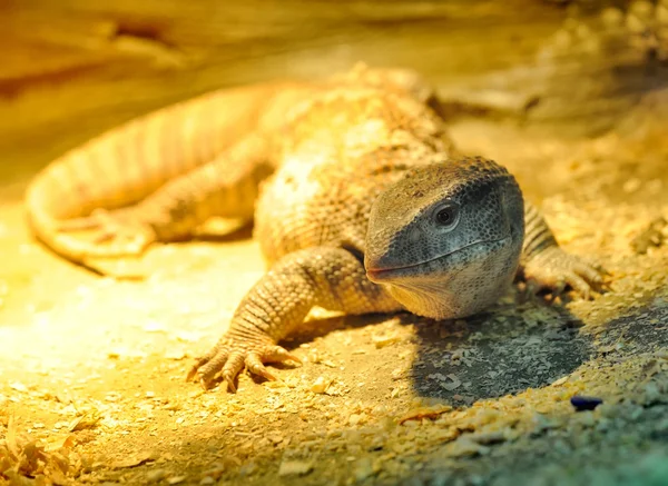 Closeup young lizard — Stock Photo, Image