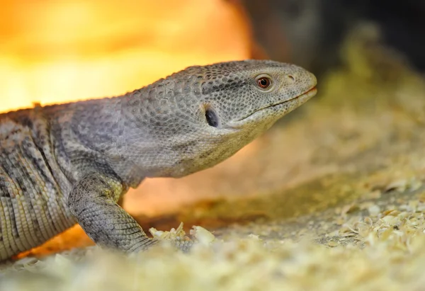 Closeup young lizard — Stock Photo, Image