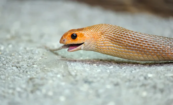 Young orange snake on a sand — Stock Photo, Image