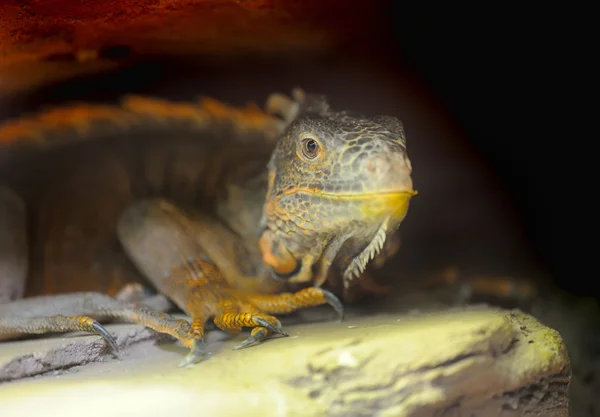 Closeup jonge bruin leguaan reptiel — Stockfoto
