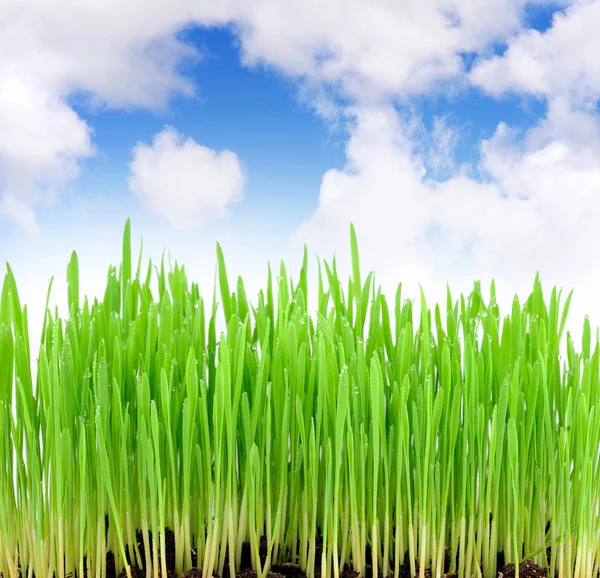 Junge saftige grüne Sprossen aus dem Weizen — Stockfoto
