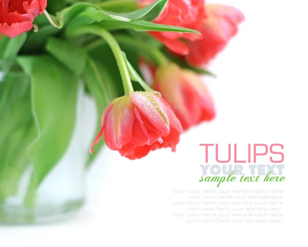 Квіти тюльпанів на білому тлі — стокове фото