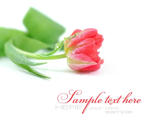 Un tulipano rosa isolato su sfondo bianco — Foto Stock