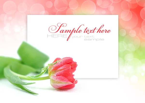 One pink tulip on festive background with space for text — Stock Photo, Image