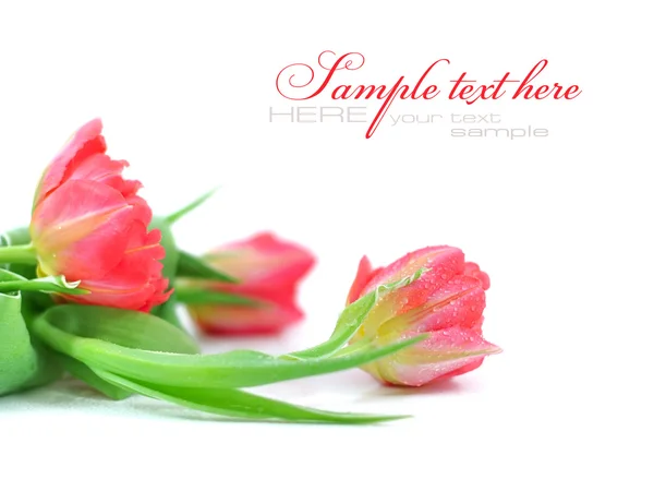 Tulipes roses isolées sur fond blanc — Photo