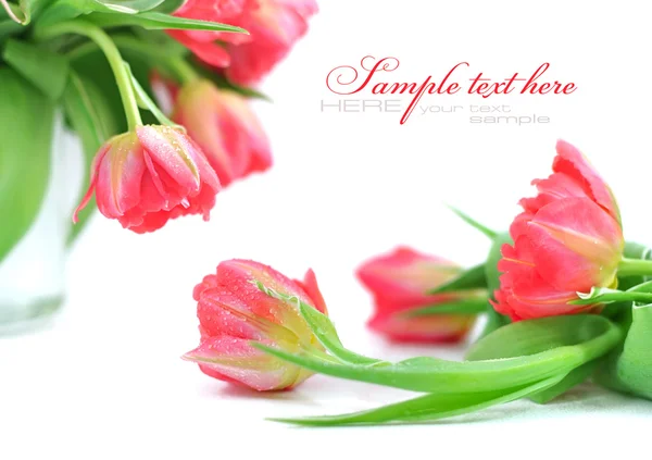 Tulip flowers on a white background — Stock Photo, Image