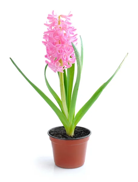 Mooie roze hyacint op een witte achtergrond — Stockfoto