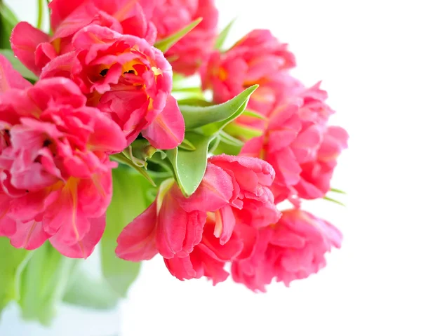 Flores de tulipanes sobre fondo blanco — Foto de Stock