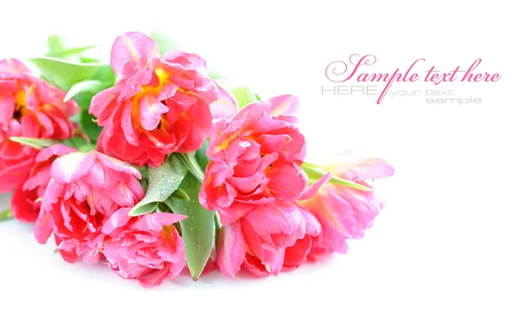 Fiori di tulipano isolati su bianco — Foto Stock