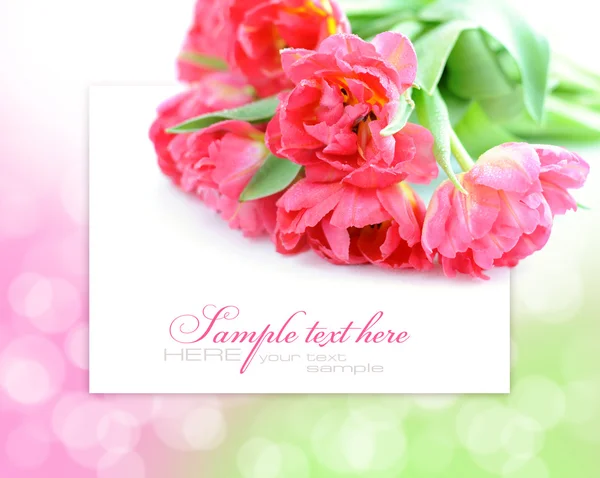 Tulpenblumen auf festlichem Hintergrund mit Platz für Text — Stockfoto