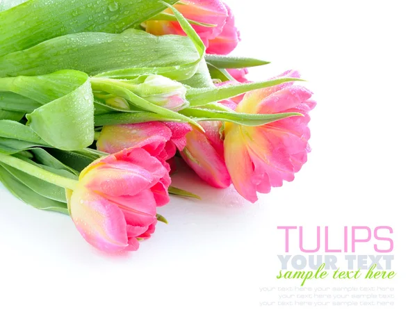 Tulip flowers isolated on white — Stock Photo, Image