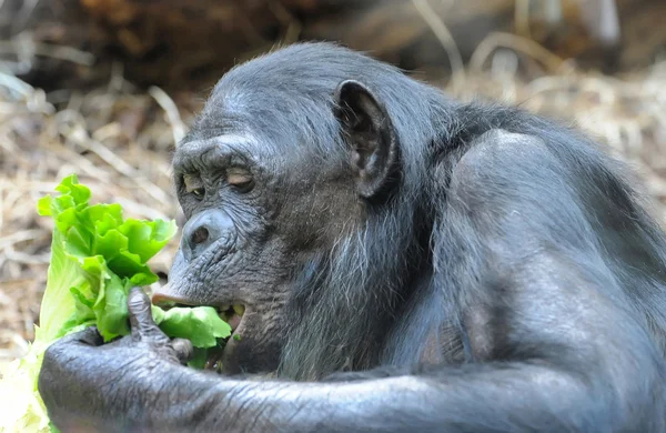 Šimpanz jí zeleň — Stock fotografie