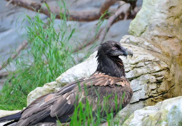 Eagle op een rots — Stockfoto