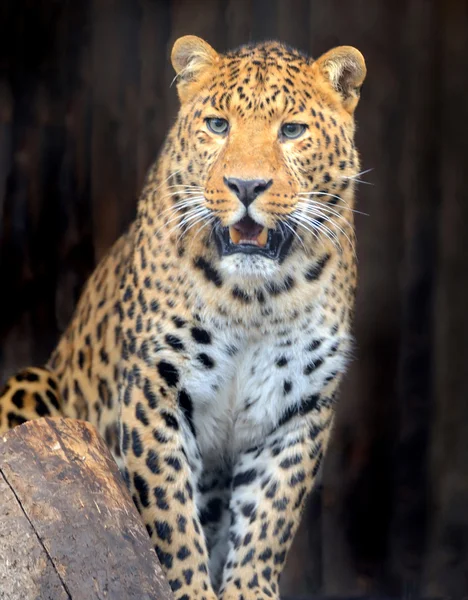 Angry wild leopard — Stock Photo, Image