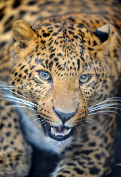 Angry wild leopard — Stock Photo, Image
