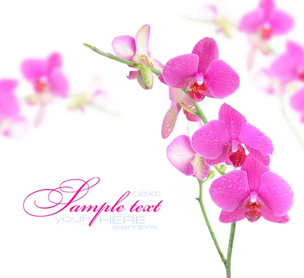 Beautiful Orchid — Stock Photo, Image