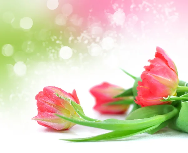 Tulipas cor de rosa no fundo festivo primavera — Fotografia de Stock