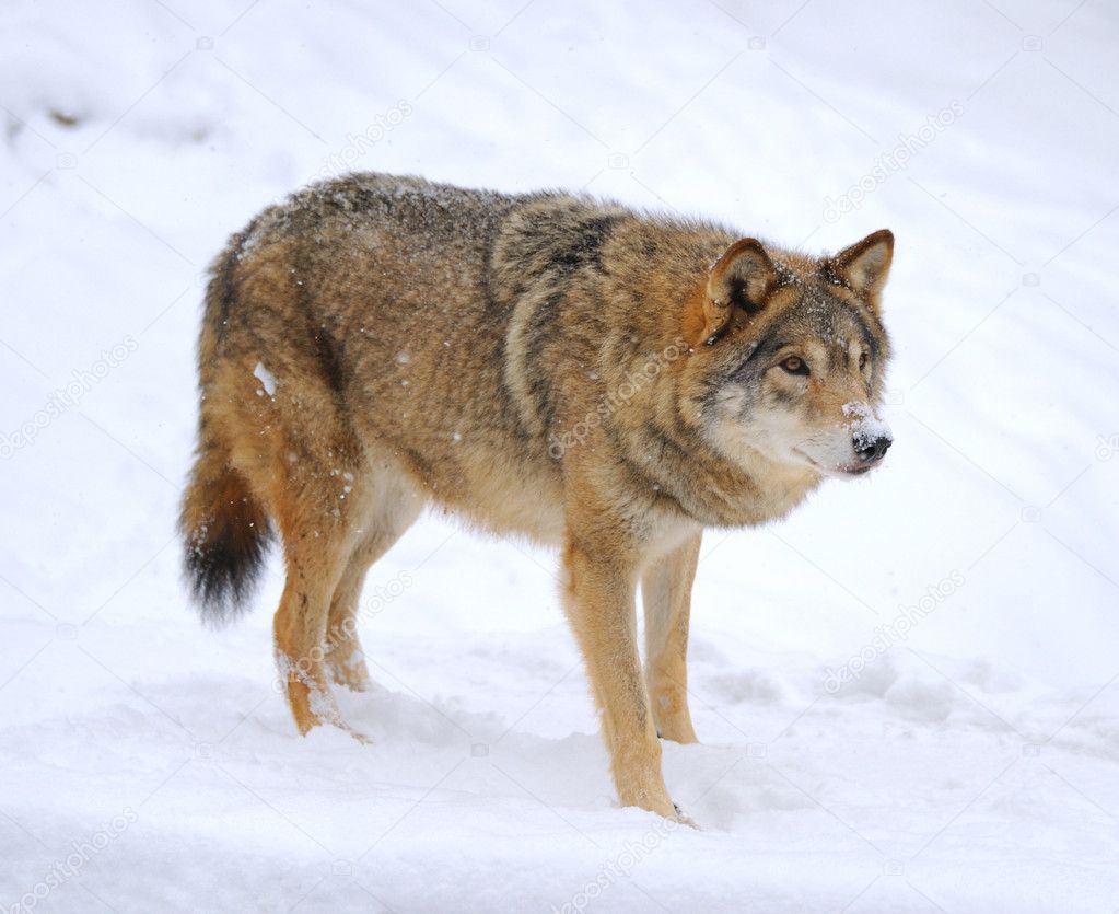 Beautiful wild gray wolf in winter