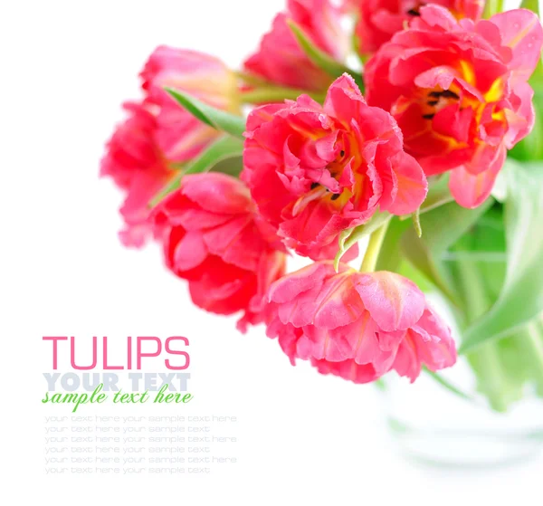 Bloemen van tulpen op een witte achtergrond — Stockfoto