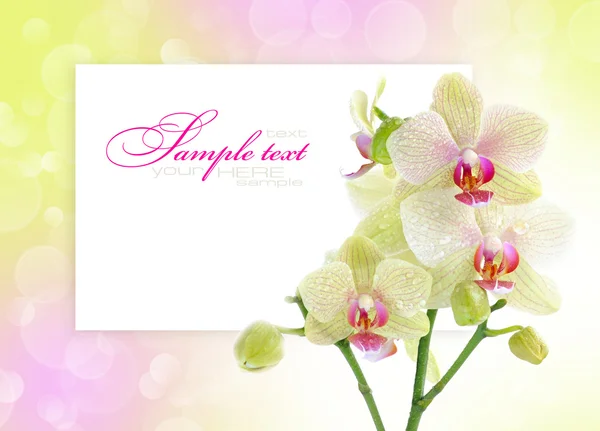 Vackra orkidé på en festlig bakgrund med utrymme för text — Stockfoto