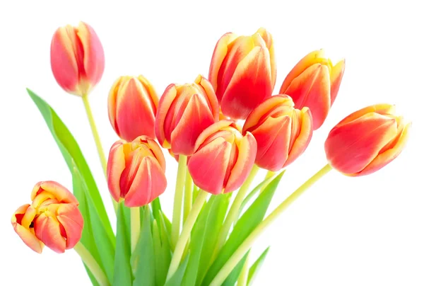 Boeket tulpen geïsoleerd op wit — Stockfoto