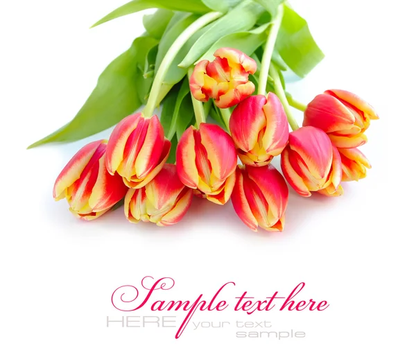 Tulip flowers isolated on white — Stock Photo, Image