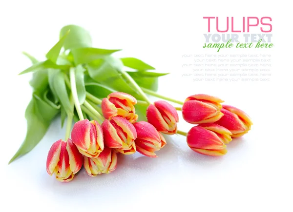 Квіти тюльпанів ізольовані на білому — стокове фото