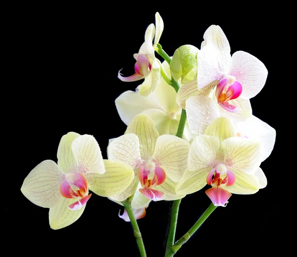 Schöne Orchidee auf schwarzem Hintergrund — Stockfoto