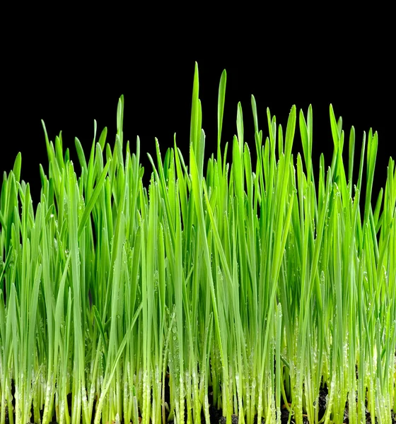 Brotes verdes jugosos jóvenes del trigo sobre fondo negro — Foto de Stock