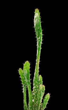 Cactus isolated on the black background clipart