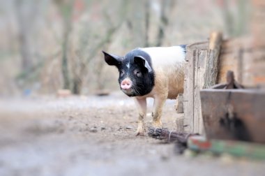 Pig on a farm clipart