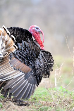 Türkiye'de horoz