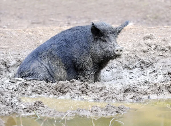 stock image Wild boar