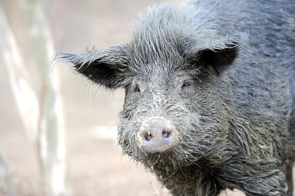 Wildschweine — Stockfoto