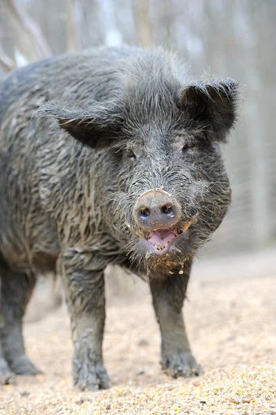 Yaban domuzu — Stok fotoğraf