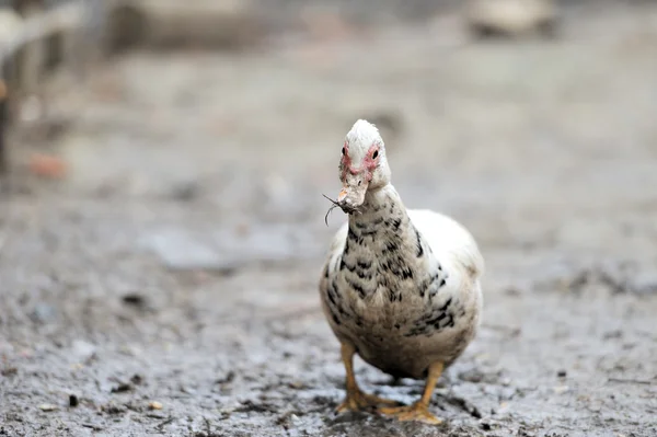 Çiftlikte ördek — Stok fotoğraf