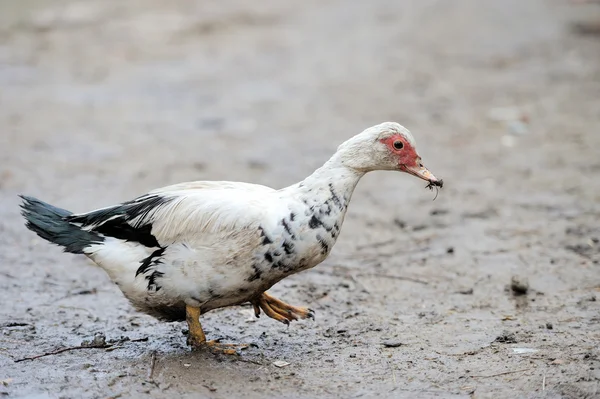 stock image Duck on farm