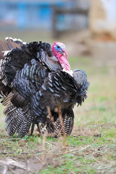 stock image Turkey cock
