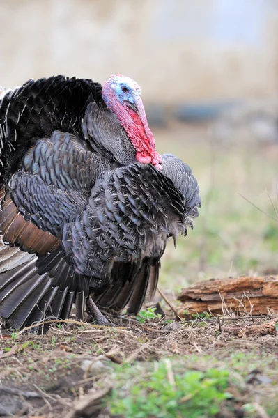 Turkey cock — Stock Photo, Image
