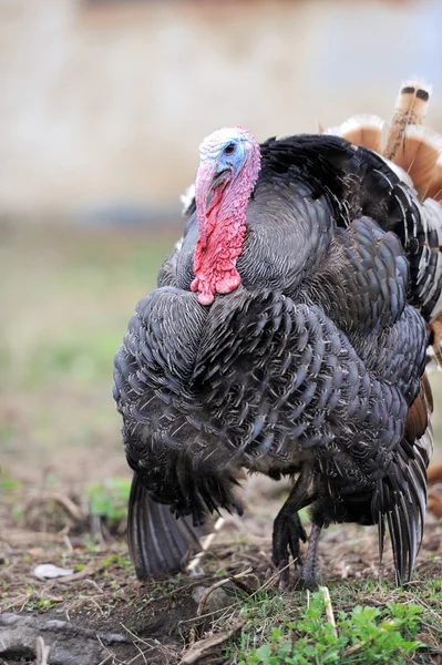 stock image Turkey cock