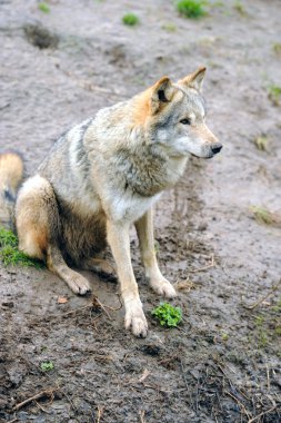 Timber Wolf (Canis lupus) clipart