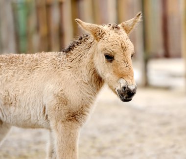 Horse foal clipart