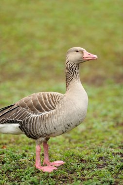 Grey Geese clipart