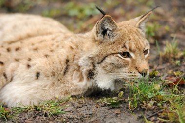 Genç lynx