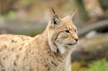 Genç lynx