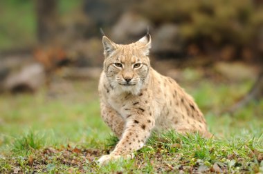 Genç lynx